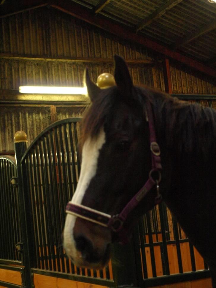 Dansk Varmblod Cocio Tidliger låne hest billede 6