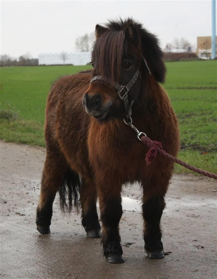 Shetlænder Bastian - SA-foto billede 19