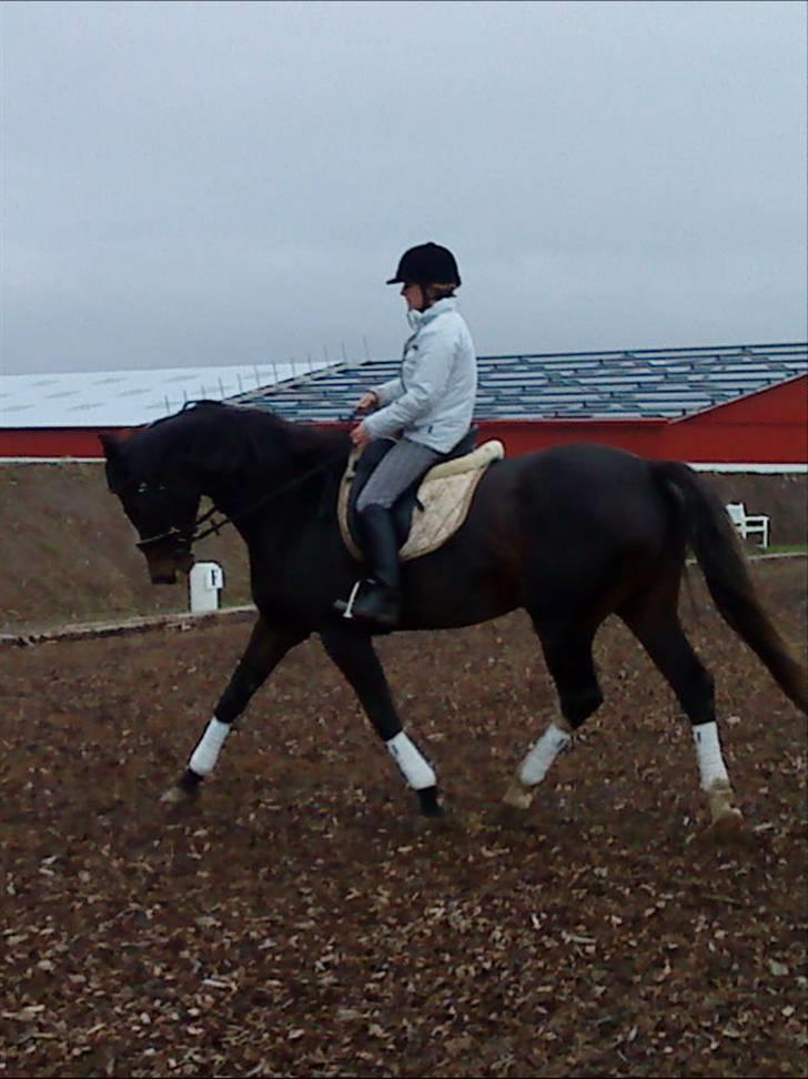 Dansk Varmblod Cocio Tidliger låne hest billede 10