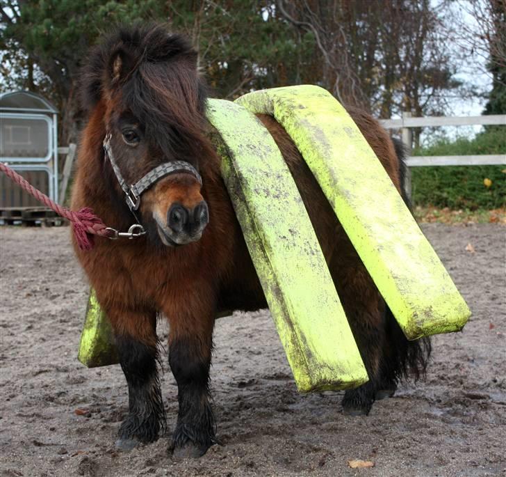 Shetlænder Bastian - SA-foto billede 20