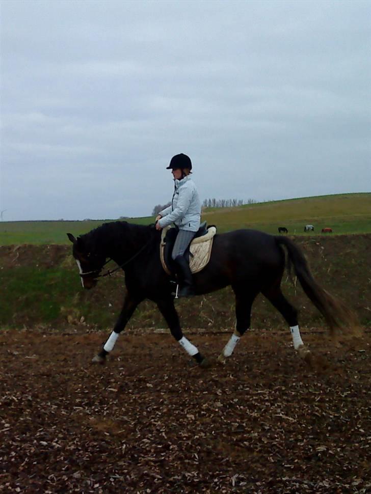 Dansk Varmblod Cocio Tidliger låne hest billede 12