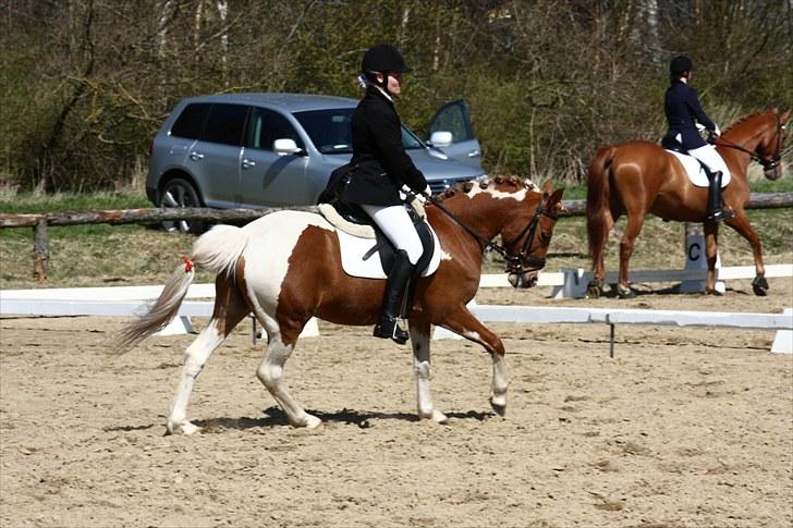 Pinto Indy Girl *solgt* - *9 Indy og mig til stævne igen :D Foto: Sissel Nyholm billede 9