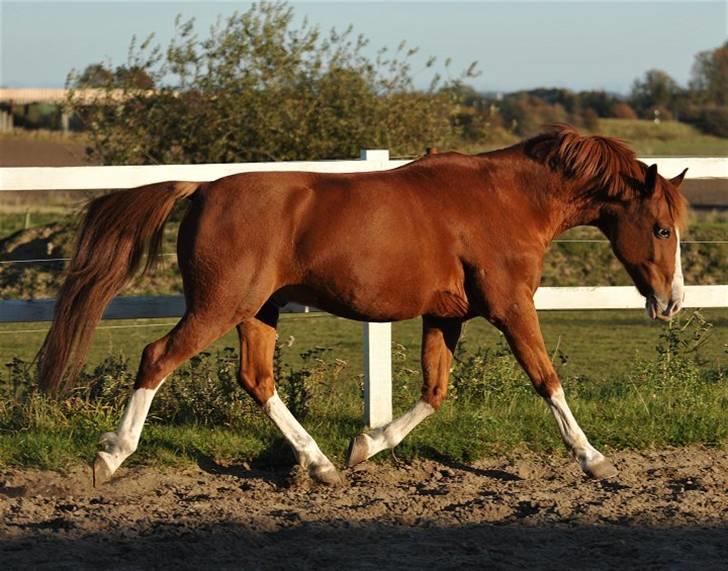 DSP bjørnemose´s zar SOLGT :`(<3<3 - Foto : Jani Pedersen billede 20