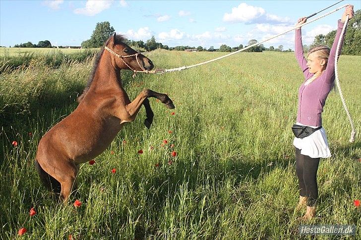 Shetlænder Prins Buski - 10* Tricket at stejle på komando. :) <3 billede 9