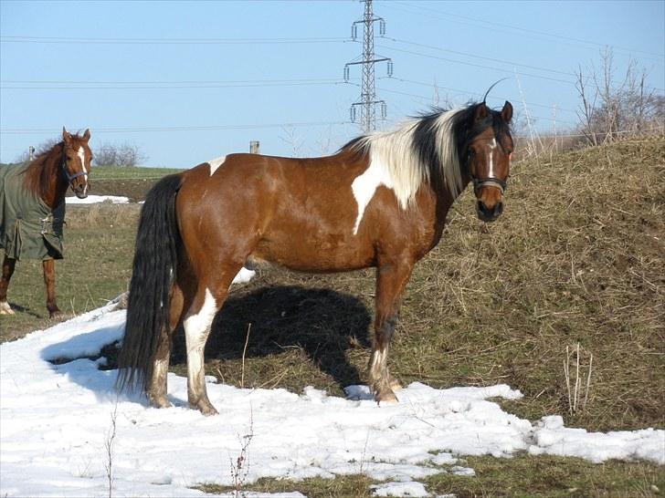 Pinto Argo - D. 8/3-10 - Foto: SR billede 9