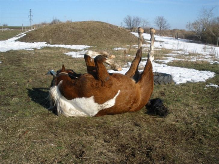 Pinto Argo - D. 8/3-10 - Foto: SR billede 10