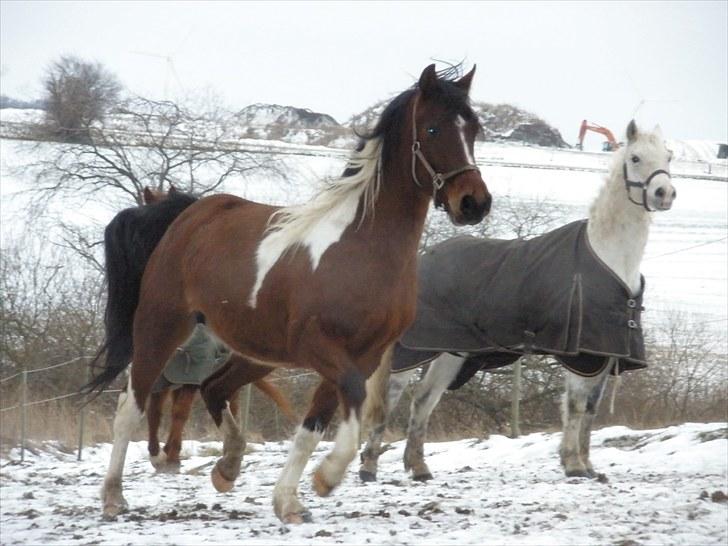 Pinto Argo - D. 13/1-10 - Foto: SR billede 11