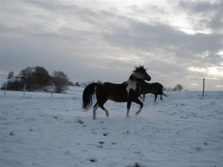 Pinto Argo - D. 17/12-09 - Foto: SR billede 12