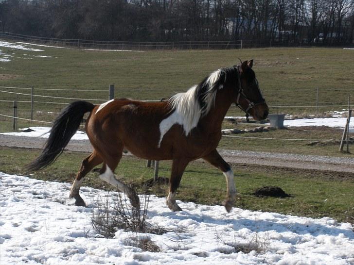 Pinto Argo - D. 8/3-10 - Foto: SR billede 13