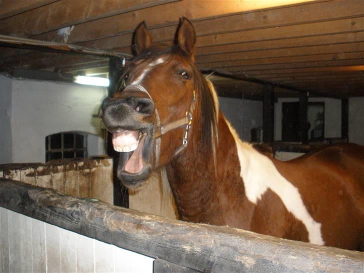 Pinto Argo - D. 7/11-09 - Foto: SR billede 14