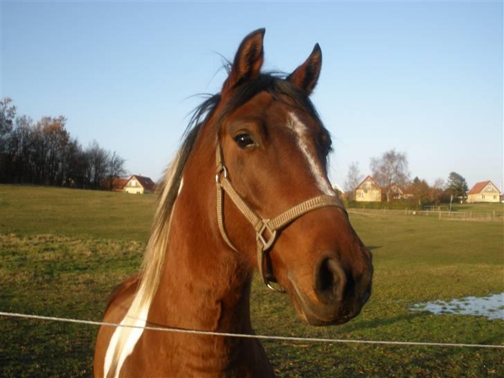 Pinto Argo - D. 18/11-09 - Foto: SR billede 15