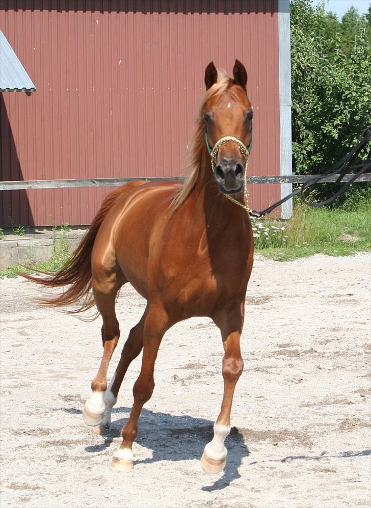 Arabisk fuldblod (OX) Shannaja - Foto: Marlene Ølgod / Ølgod arabians billede 3