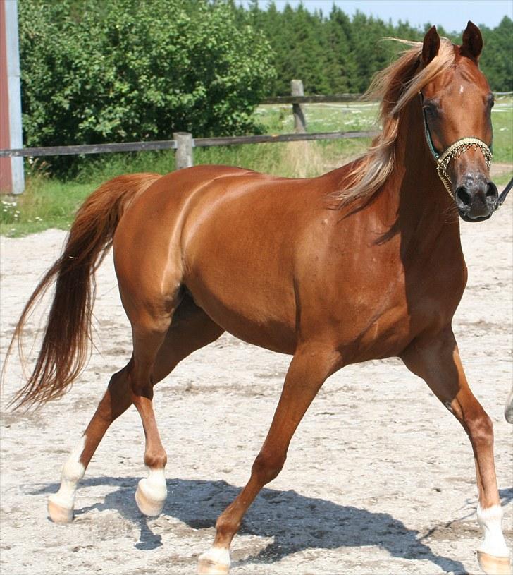 Arabisk fuldblod (OX) Shannaja - FOTO: MARLENE ØLGOD billede 4