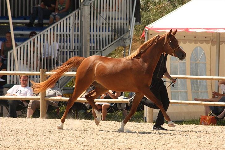 Arabisk fuldblod (OX) Shannaja - FOTO: MARLENE ØLGOD billede 5