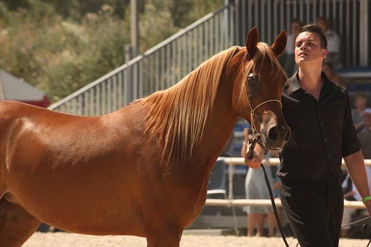 Arabisk fuldblod (OX) Shannaja - Foto: Marlene Ølgod / Ølgod arabians billede 7