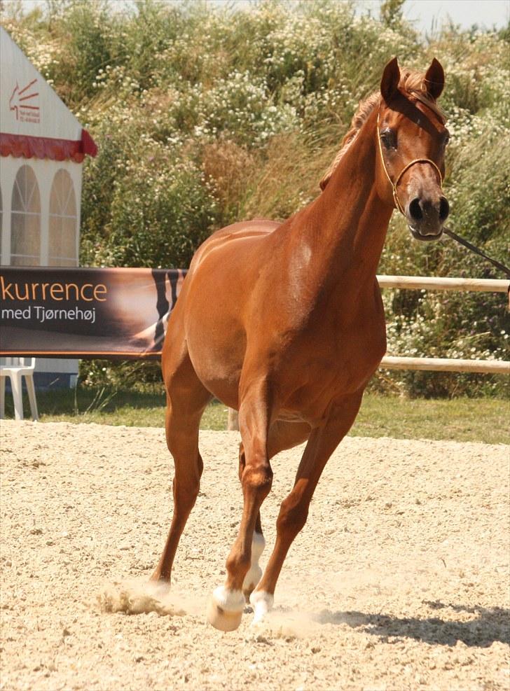 Arabisk fuldblod (OX) Shannaja - Foto: Marlene Ølgod / Ølgod arabians billede 10