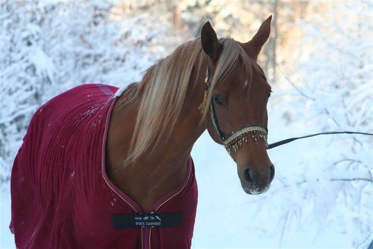 Arabisk fuldblod (OX) Shannaja billede 11