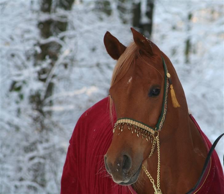 Arabisk fuldblod (OX) Shannaja billede 2