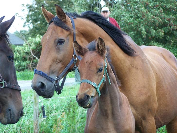 Dansk Varmblod Rona [R.I.P] billede 15