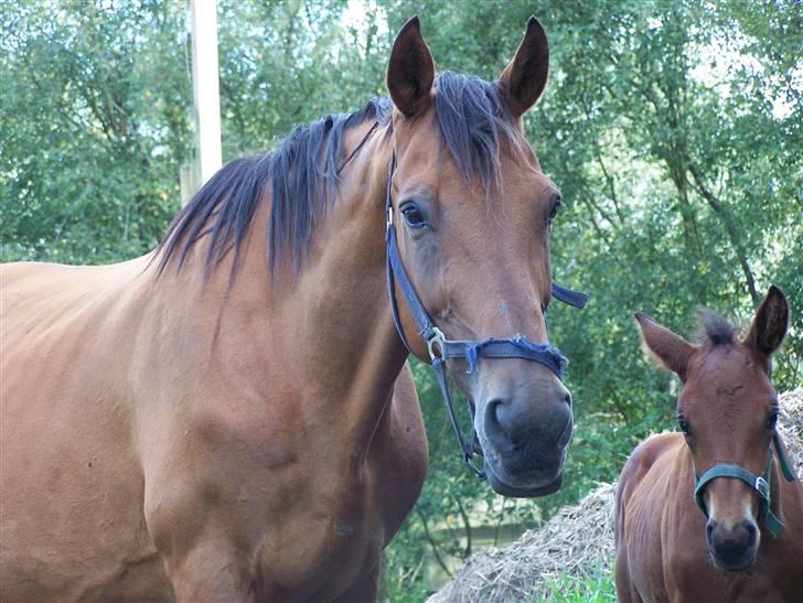 Dansk Varmblod Rona [R.I.P] billede 20