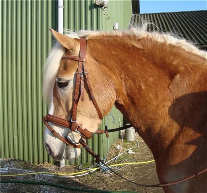 Haflinger Hafferlaffen (Laffe) billede 11