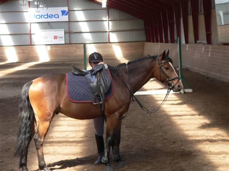 Hollandsk Sportspony Romeo(Solgt) billede 17