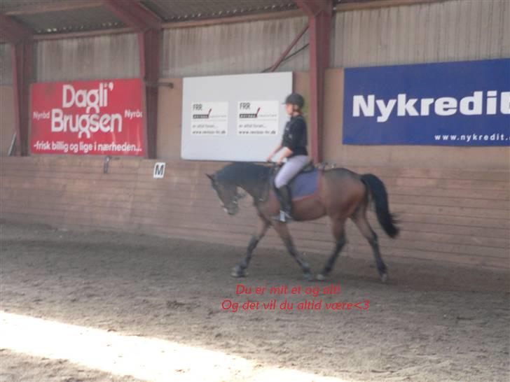 Hollandsk Sportspony Romeo(Solgt) - Mig der rider ham :D billede 18