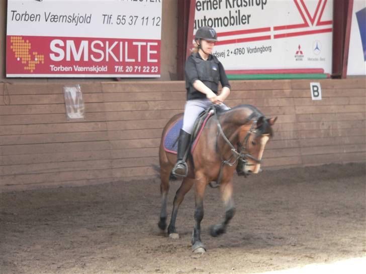 Hollandsk Sportspony Romeo(Solgt) - Mig der rider ham :D billede 20