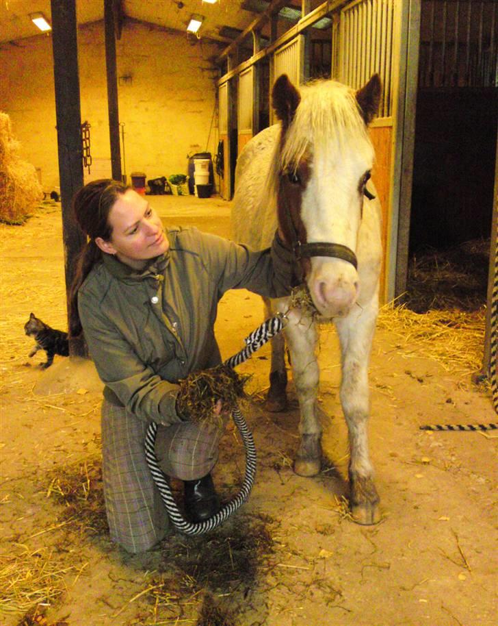Anden særlig race Baunegårdens Mickey SOLGT billede 10