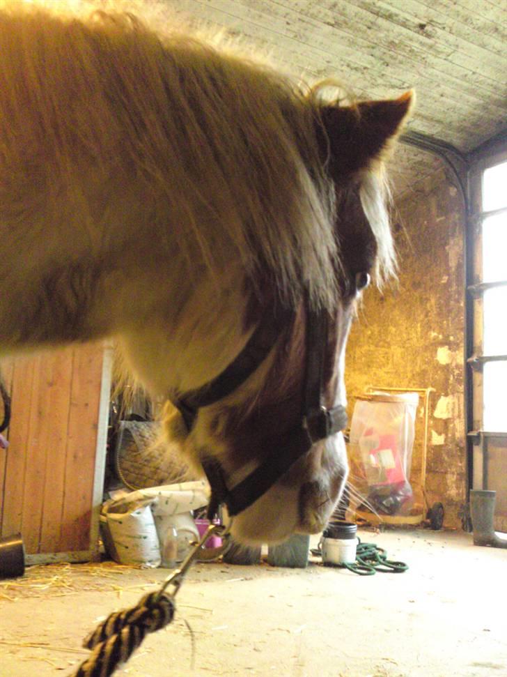 Anden særlig race Baunegårdens Mickey SOLGT billede 12