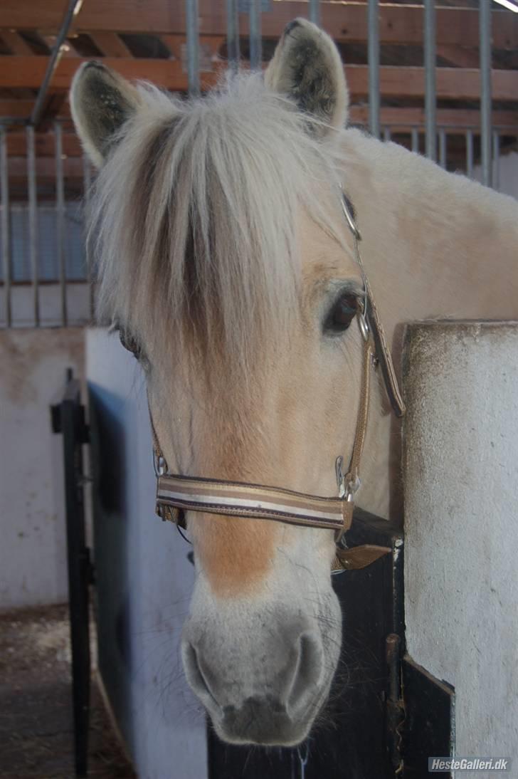 Fjordhest Hamilton *Afleveret* - Velkommen til Hamiltons profil! :-) billede 1