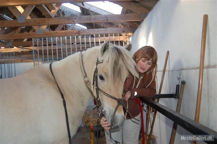 Fjordhest Hamilton *Afleveret* billede 3