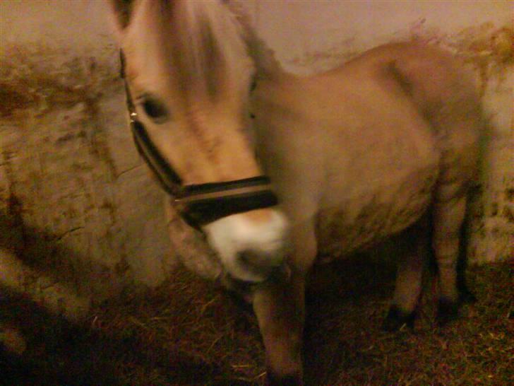 Fjordhest Hamilton *Afleveret* - Jeg kan også lave mit søde ansigt :P billede 4