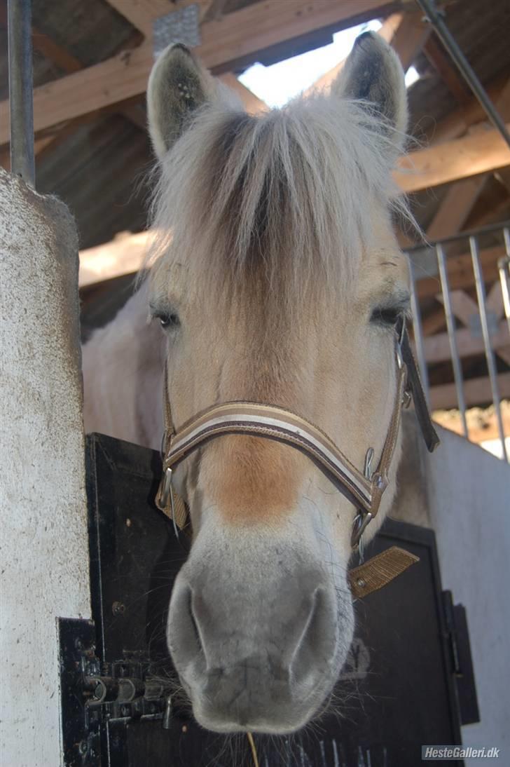 Fjordhest Hamilton *Afleveret* - Han er bare så dejlig<3 billede 5