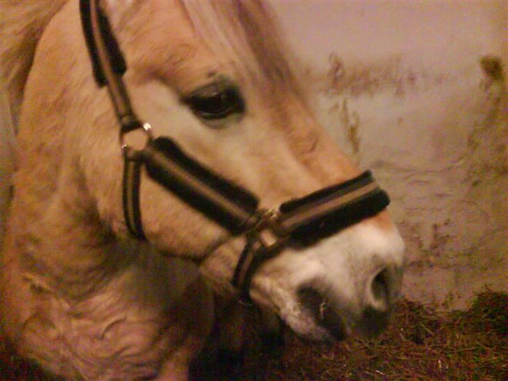 Fjordhest Hamilton *Afleveret* - Han er så sød<3 billede 6