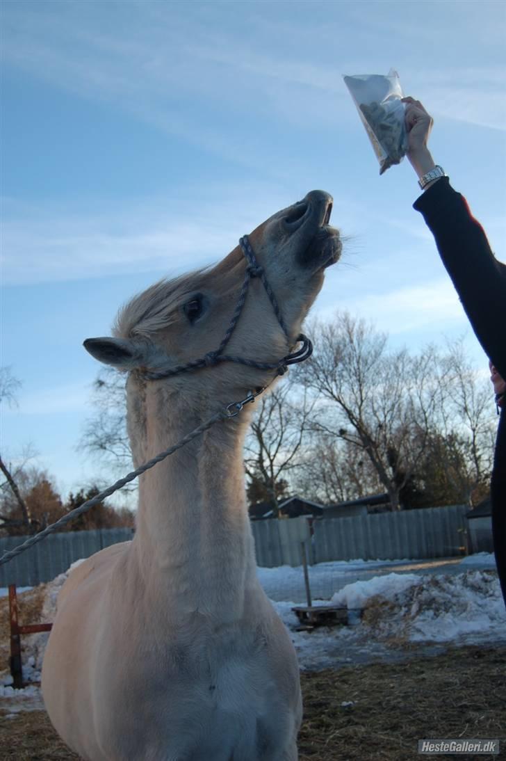 Fjordhest Hamilton *Afleveret* - Giv mig de bolcher ! :D billede 7