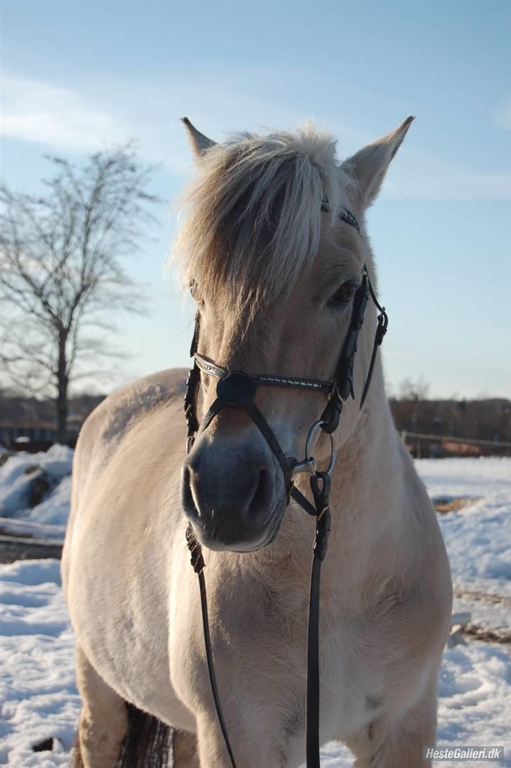 Fjordhest Hamilton *Afleveret* - Elsker min Hamilton<3 billede 8