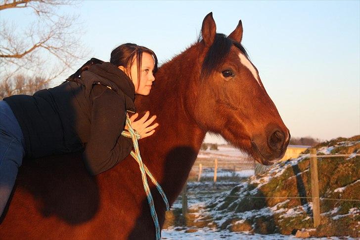 Welsh Cob (sec D) Rambo. - Rambo jeg kan slet ik beskrive min kærlighed til dig! du er der altid når jeg har brug for dig! tænk, jeg havde ingen anelse hvor meget jeg egentlig kunne komme til at elske et væsen så smukt som jeg elsker dig! du er simpelthen min bedste ven! ;* billede 1