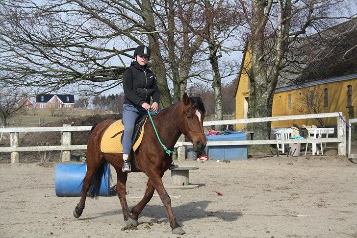 Welsh Cob (sec D) Rambo. - Første gang vi rider i cordeo! du var bare dejlig, ingen buk eller stejl, tror kun vi fortsætter op ad fra nu af! :D <3 billede 2