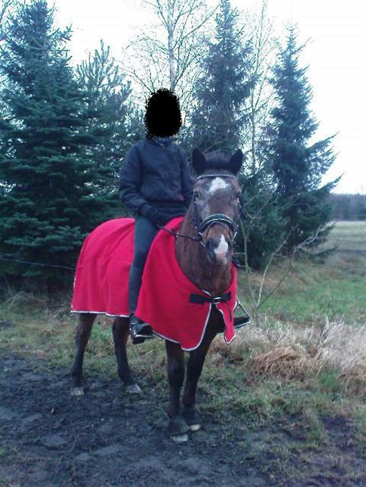 Anden særlig race Zitta |Tutter| SOLGT | billede 19