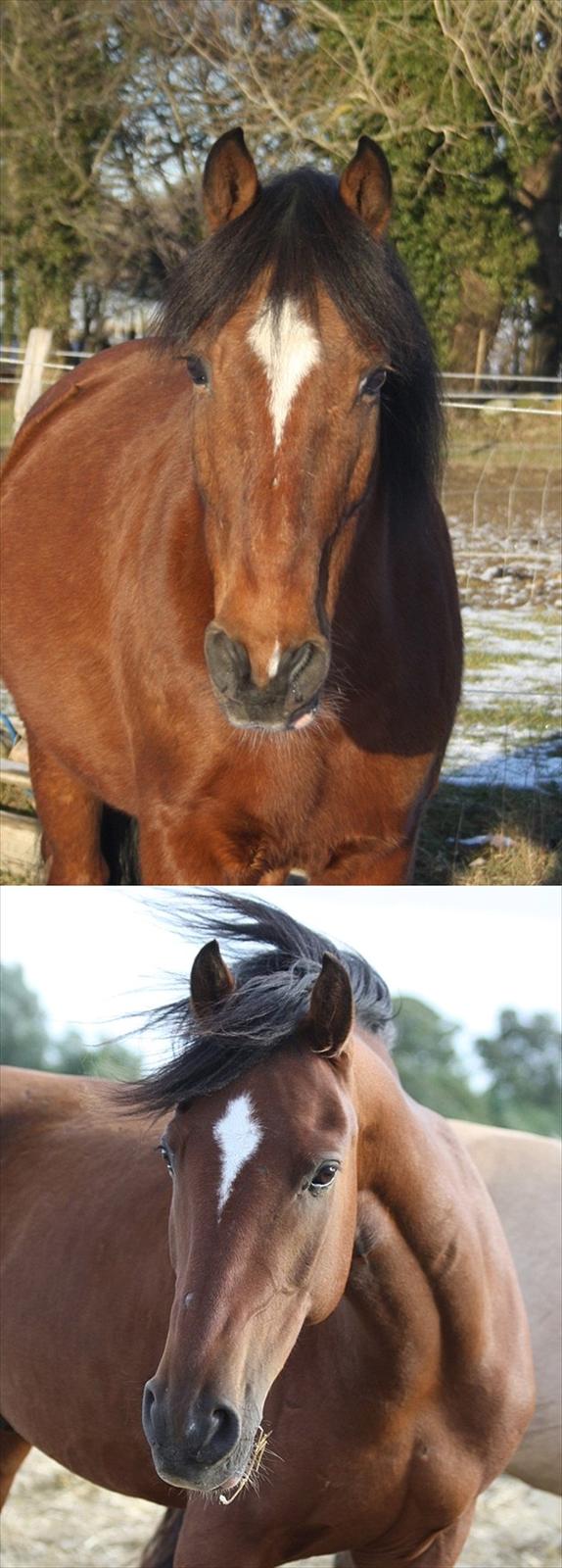 Welsh Cob (sec D) Rambo. - du er bare så charmerende skat§ jeg elsker dig! (´; Foto; SB (Mig) billede 3