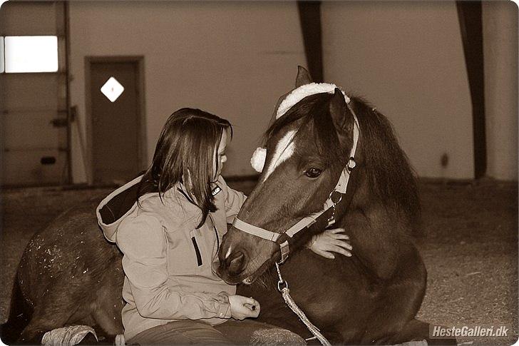 Welsh Cob (sec D) Rambo. - Soulmate os to for altid Rambo! ligger ned til opvisning! <3 Foto: Caza, Redigering Mig  billede 4