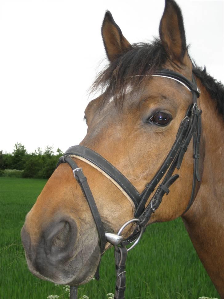 Trakehner Pihorn RIP billede 2