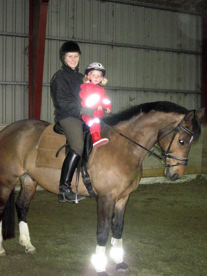 Trakehner Pihorn RIP billede 3