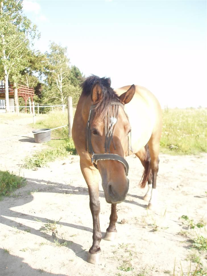 Trakehner Pihorn RIP billede 4