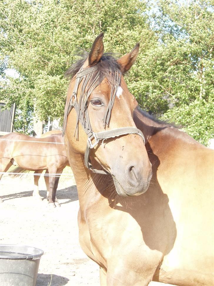 Trakehner Pihorn RIP billede 5