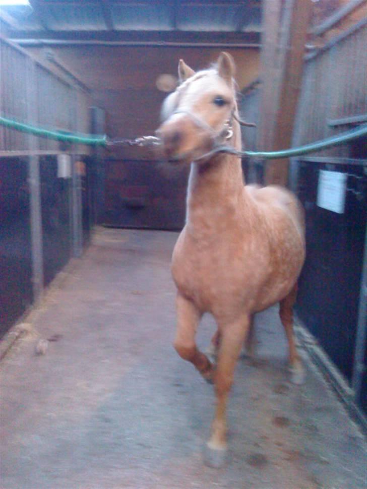 Anden særlig race magic dream  X-part - se mig er jeg ikke dygtig??? billede 7