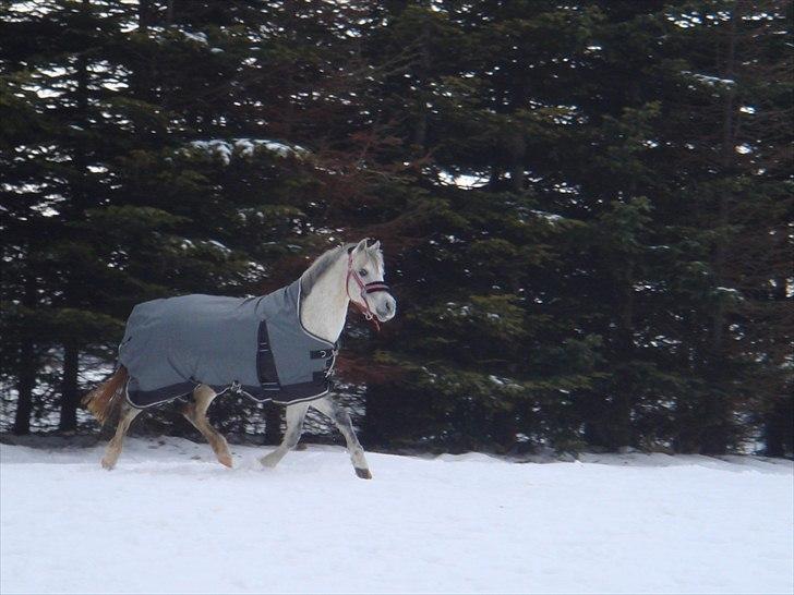 Welsh Partbred (Sec F) TofteKjærs Loralai {Tulle} *soglt* Du var bedst<3 - englen i sneén billede 13