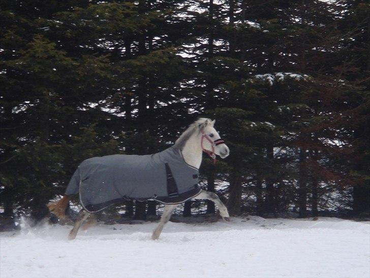 Welsh Partbred (Sec F) TofteKjærs Loralai {Tulle} *soglt* Du var bedst<3 - englen i sneén billede 12