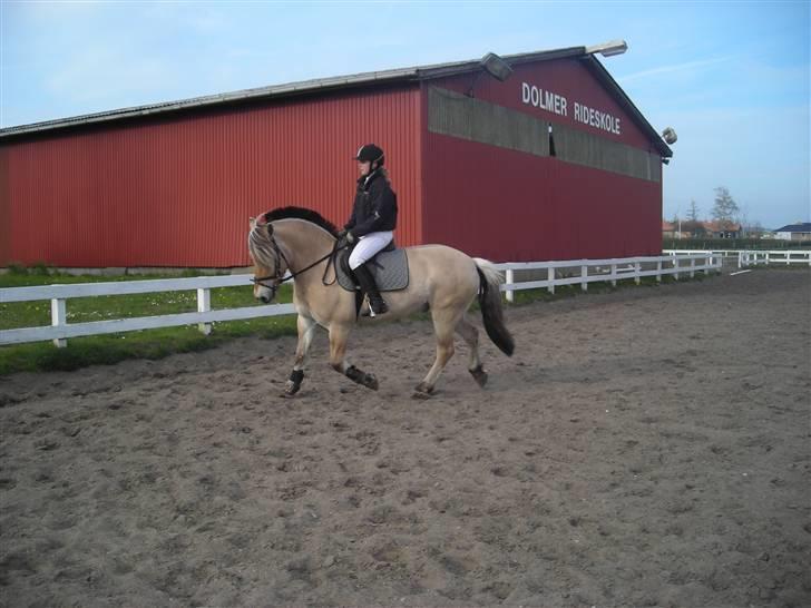 Fjordhest Basta - Dolmer 2008. billede 20